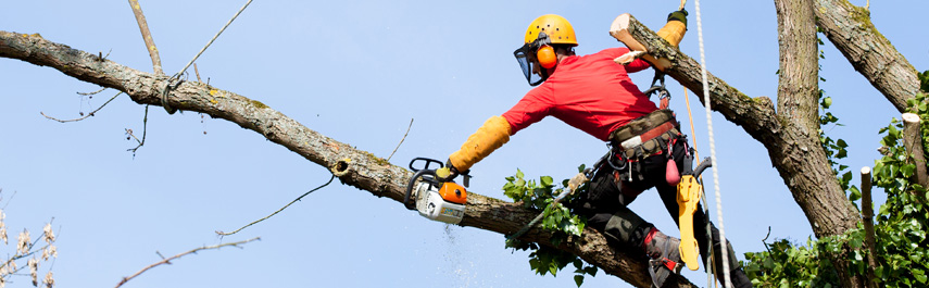 Tree Expert Services